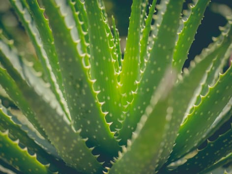 Comment entretenir, rempoter et arroser un aloe vera?