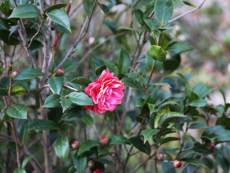 Camélia d'automne : pourquoi il est grand temps d'en planter un dans votre  jardin ?