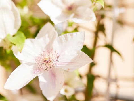 Clematis