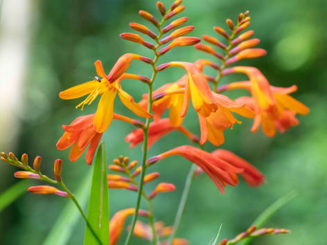 Garten Montbretie