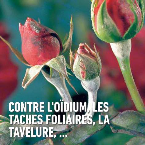 compo image