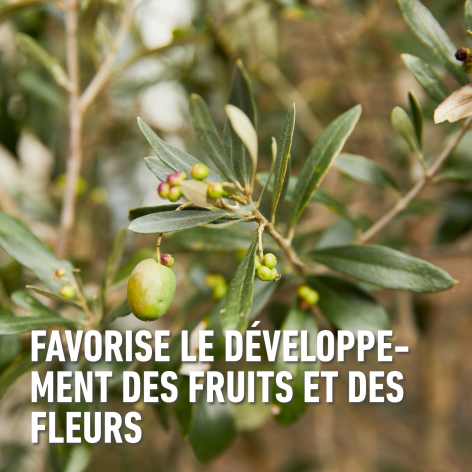 compo image