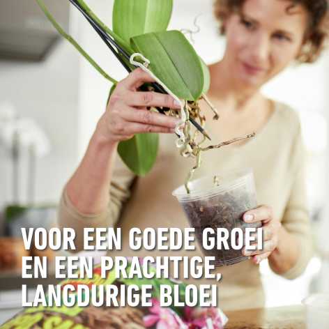 compo image