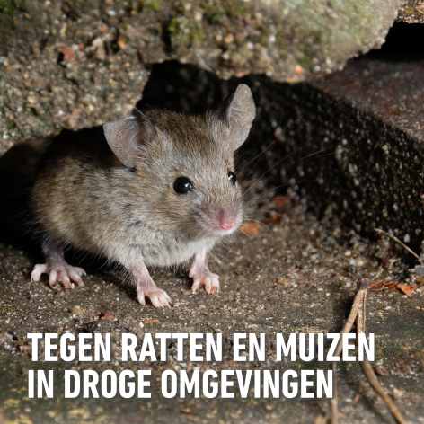 compo image