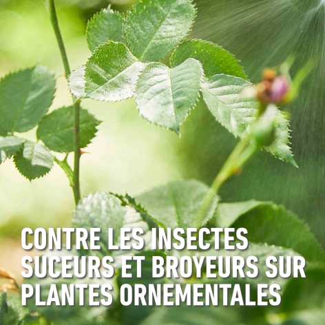 compo image