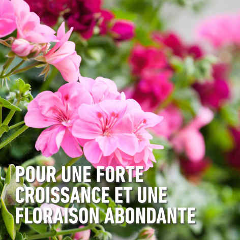 compo image