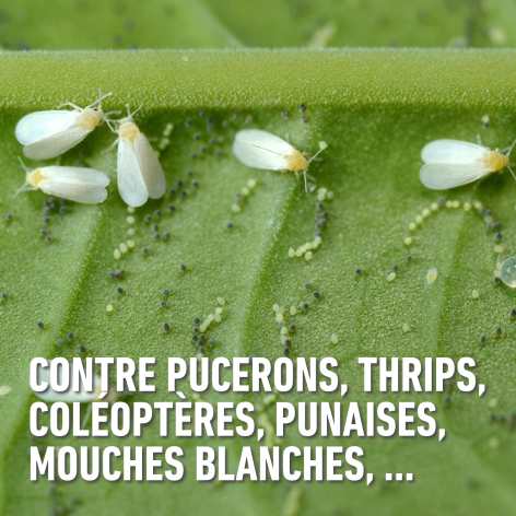 compo image
