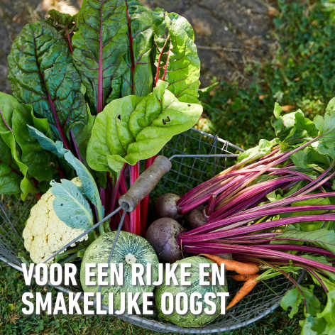 compo image