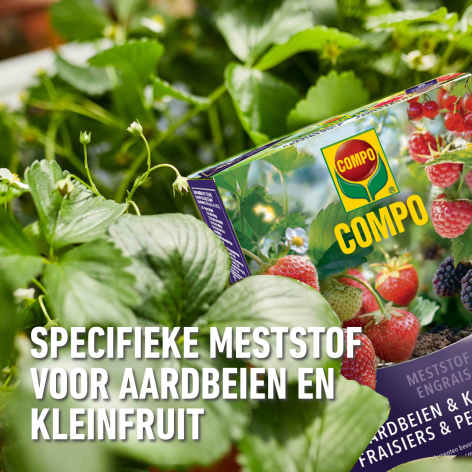 compo image
