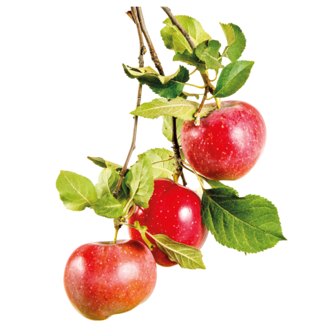 Apfel