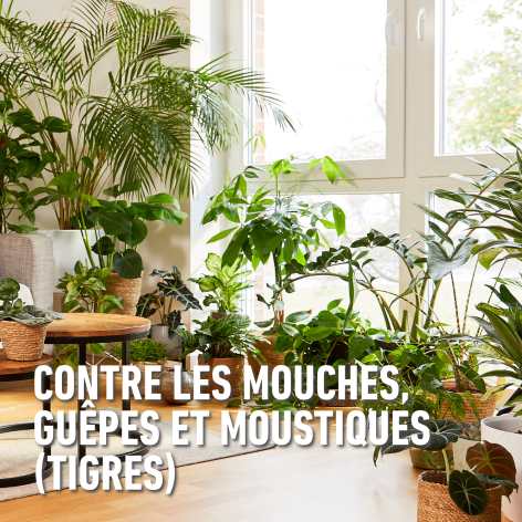 compo image