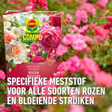 compo image