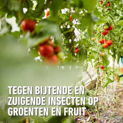 compo image