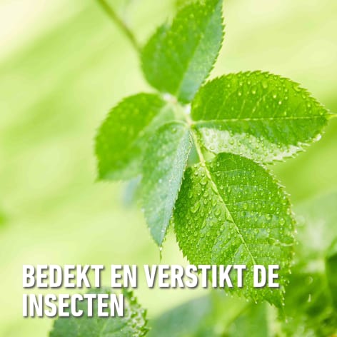 compo image