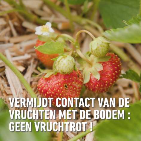compo image