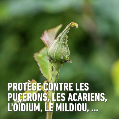 compo image