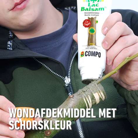 compo image