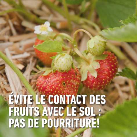 compo image