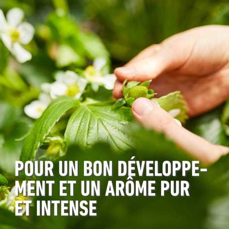 compo image
