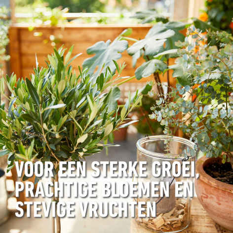 compo image