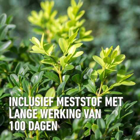 compo image