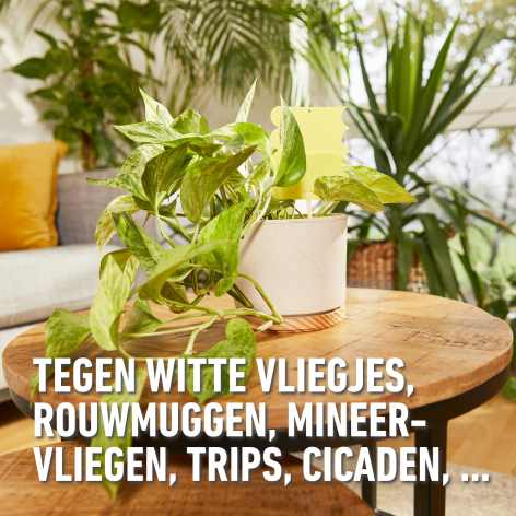 compo image