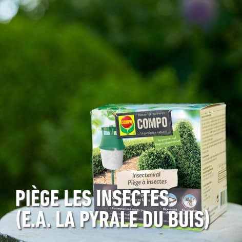 compo image