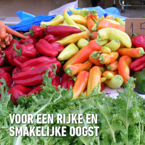 compo image