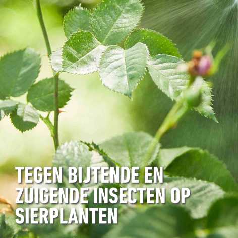 compo image