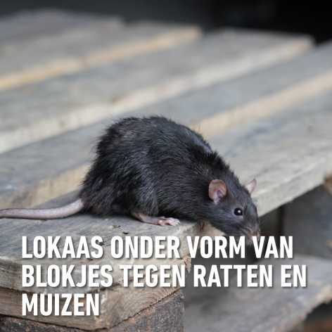 compo image