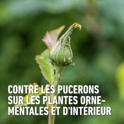 compo image