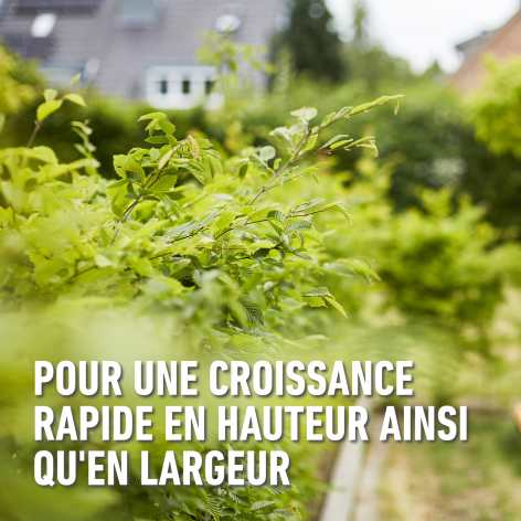 compo image