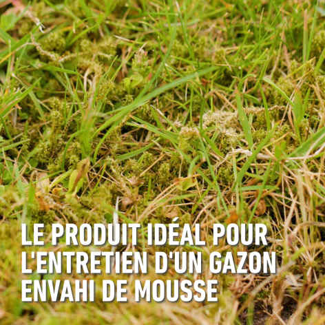 compo image