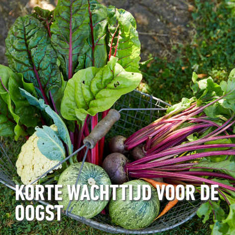 compo image