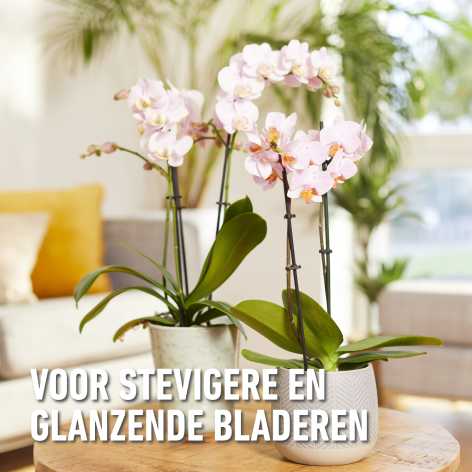 compo image