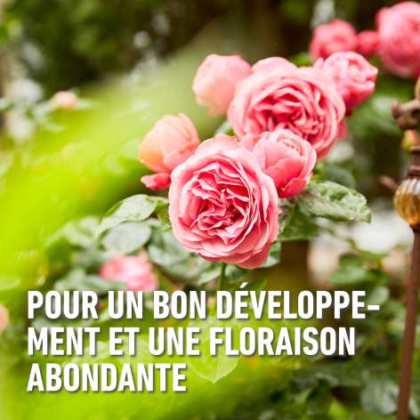 compo image