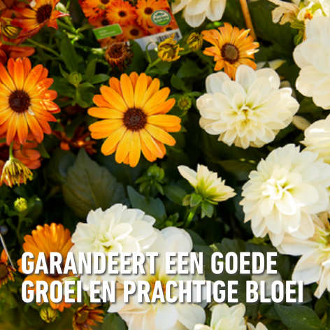 compo image
