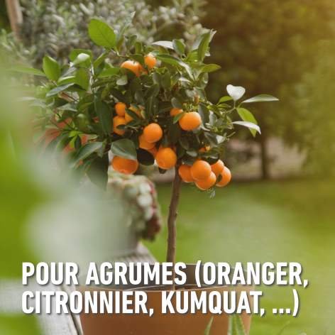 compo image