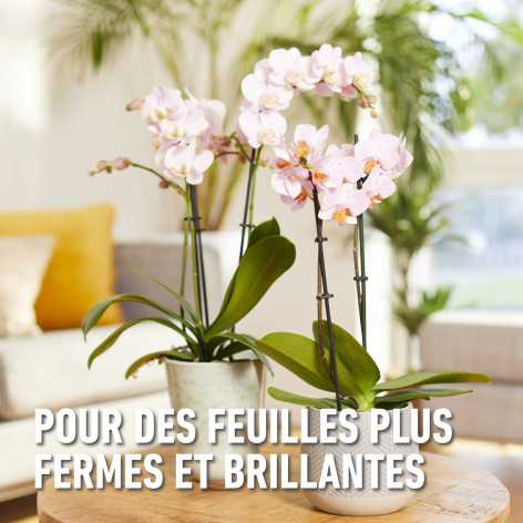 compo image