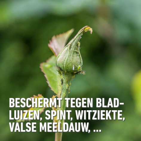compo image