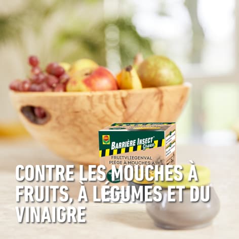 compo image