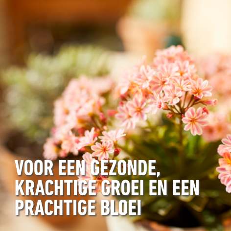 compo image