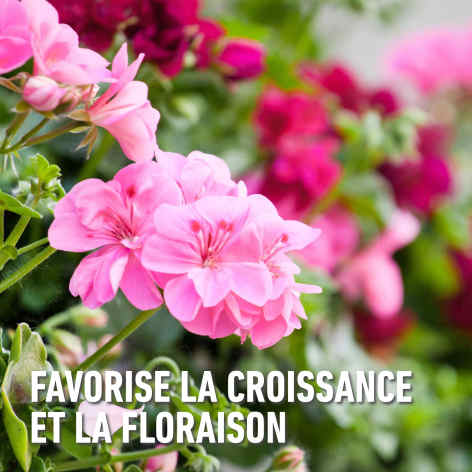compo image
