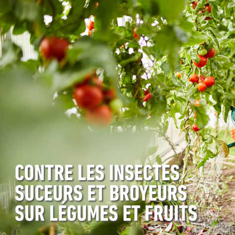 compo image