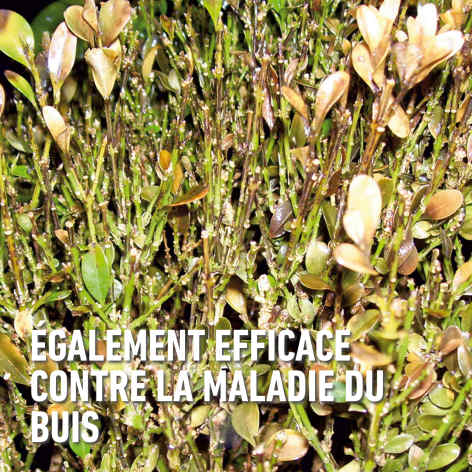 compo image