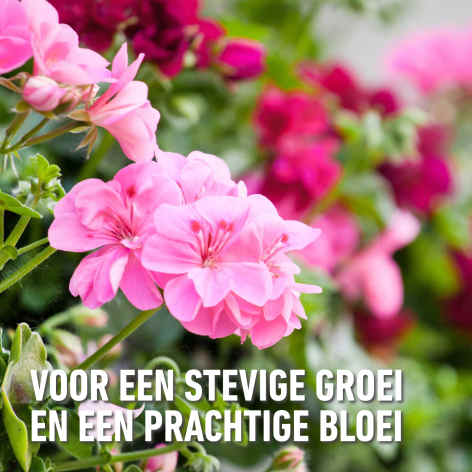 compo image
