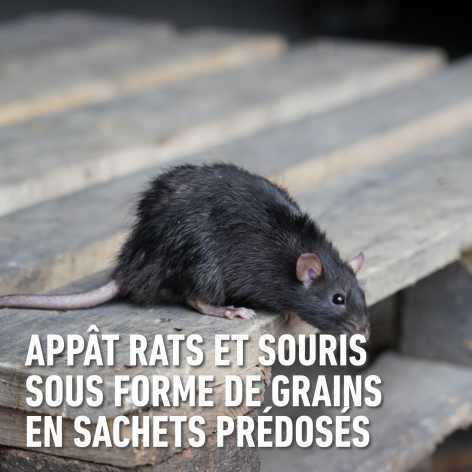 compo image