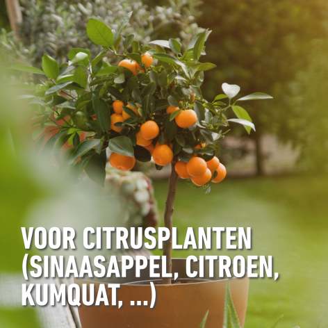 compo image