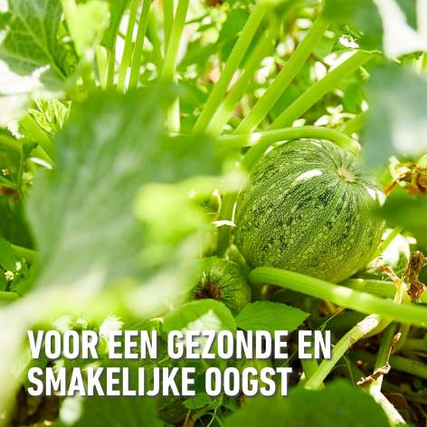 compo image