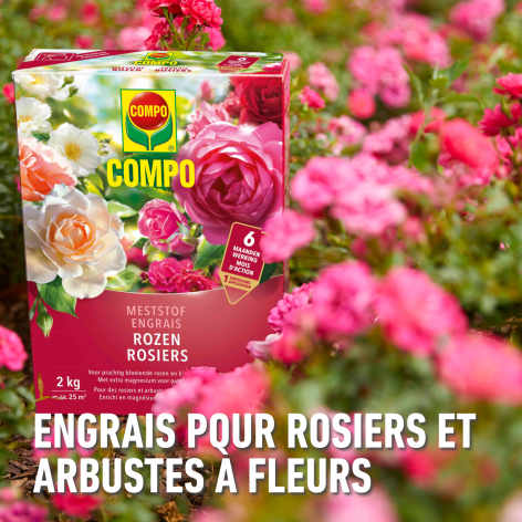 compo image